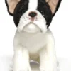 Bearington Oliver Plush French Bulldog Stuffed Animal, 13 Inch 1 Bearington Oliver Plush French Bulldog Stuffed Animal, 13 Inch -Best Toy Store GUEST 5112a882 830c 484f 8536 4d3a12a1afb1